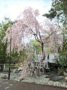 宏楽園の枝垂れ桜