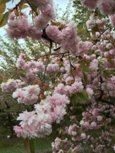 宏楽園の桜