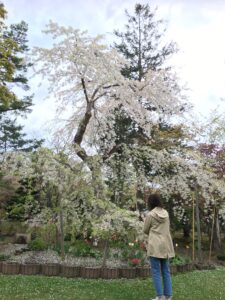 宏楽園桜