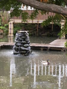 宏楽園の池と鴨