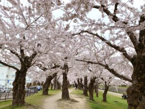 五稜郭公園の桜並木