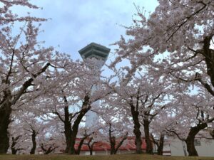 桜の間から見える五稜郭タワー